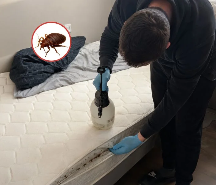Technicien traitant un matelas contre les punaises de lit à Les Mureaux